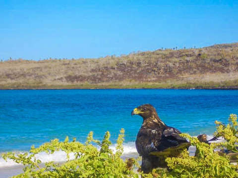 3d/2n- Excursión en Isabela + Santa Cruz en Galápagos